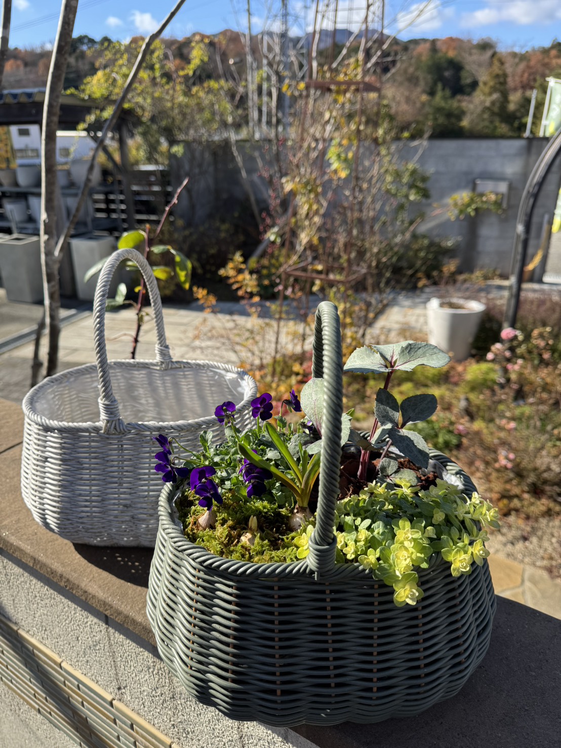 FLORA（フローラ）イベント クリスマスローズの寄せ植え