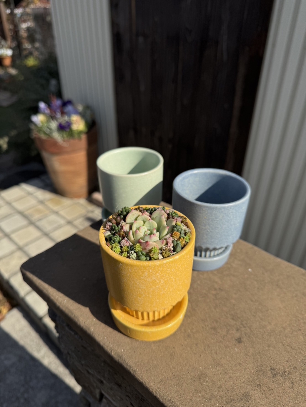 FLORA（フローラ）イベント 初心者向け多肉寄せ植え【開催終了】