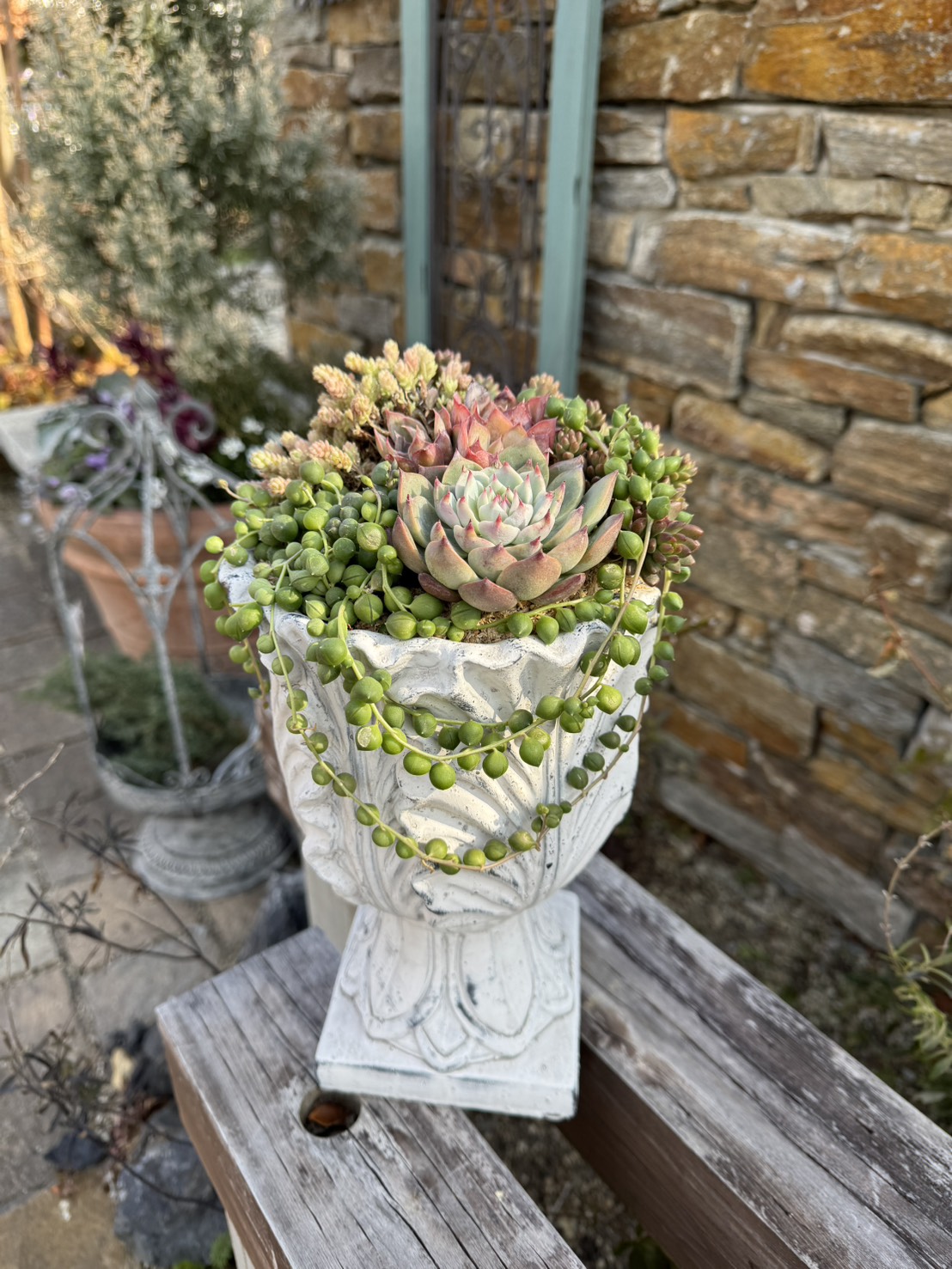 FLORA（フローラ）イベント ゴブレットで楽しむ多肉寄せ植え