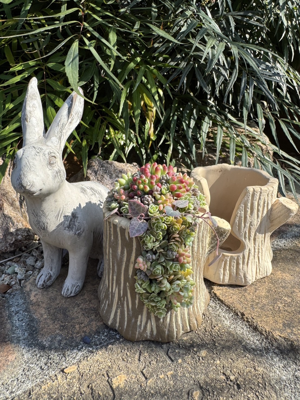 FLORA（フローラ）イベント 切り株鉢の多肉寄せ植え【完成品受付中】