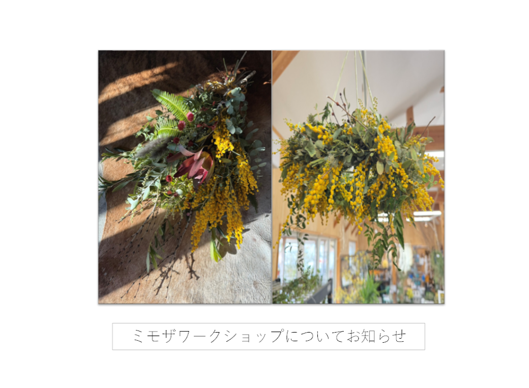 FLORA（フローラ）イベント ミモザワークショップについてお知らせ